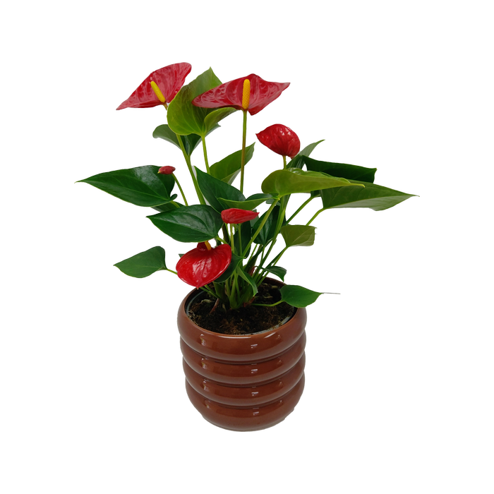 120mm Anthurium In Ceramic Pot - Anthurium Andraeanum