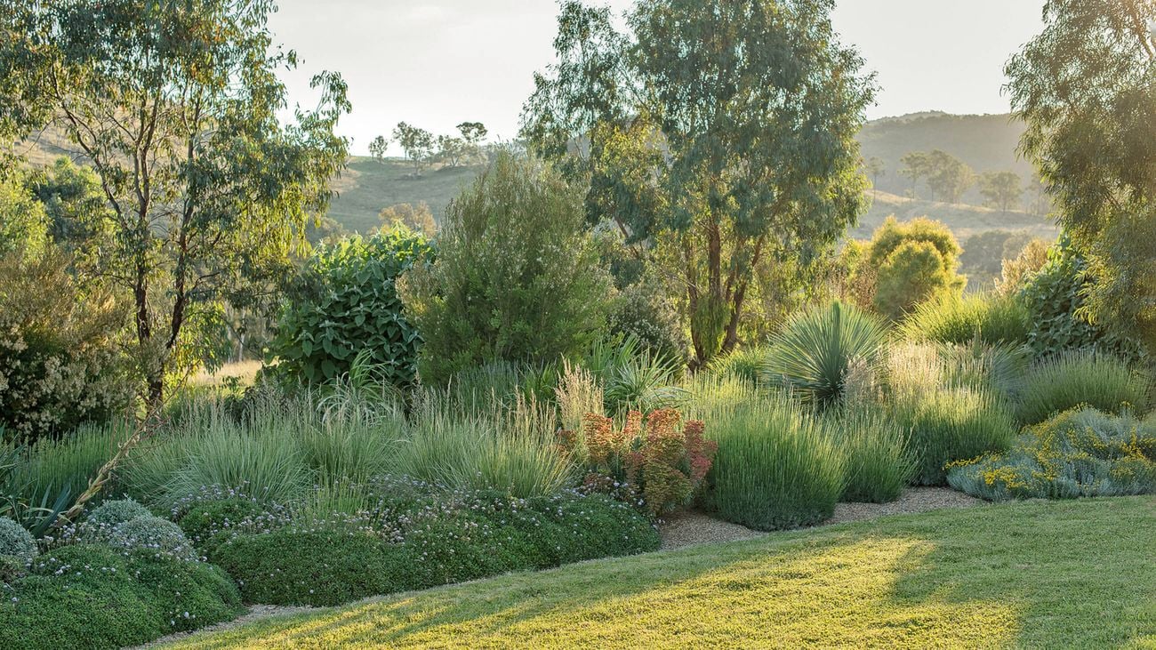 A modern native garden with diverse plantings, grasses and trees, with a mown lawn in the foreground, set against a hilly landscape