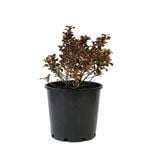 200mm Mirror Plant - Coprosma repens Tequila Sunrise