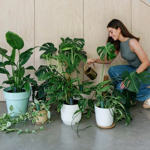 Give
  your plants a voice your way! Choose Direct or Sassy alerts to decide how
  your plants talk to you