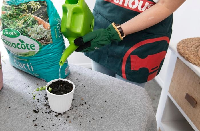 A person watering a newly planted string-of-pearls plant in small pot using a watering can