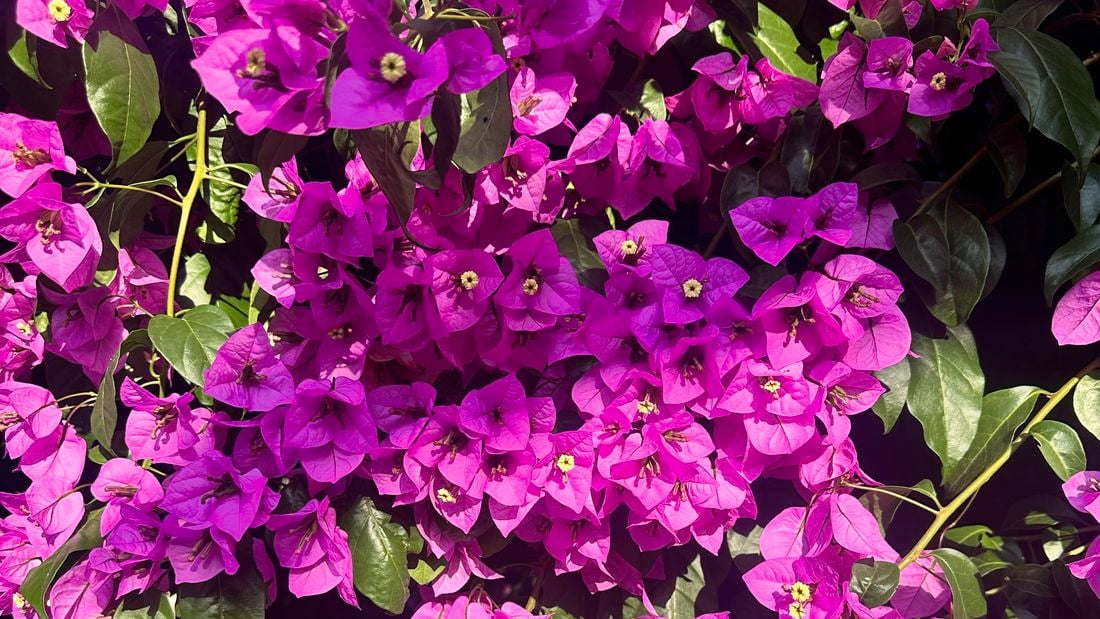 Close up of purple flowers with yellow centers