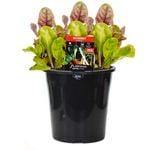 180mm Silverbeet Rainbow - Beta vulgaris