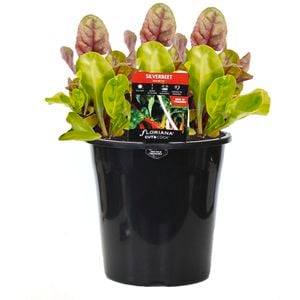 180mm Silverbeet Rainbow - Beta vulgaris