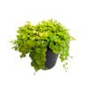 2.4L Gold Moneywort - Lysimachia nummularia Aurea