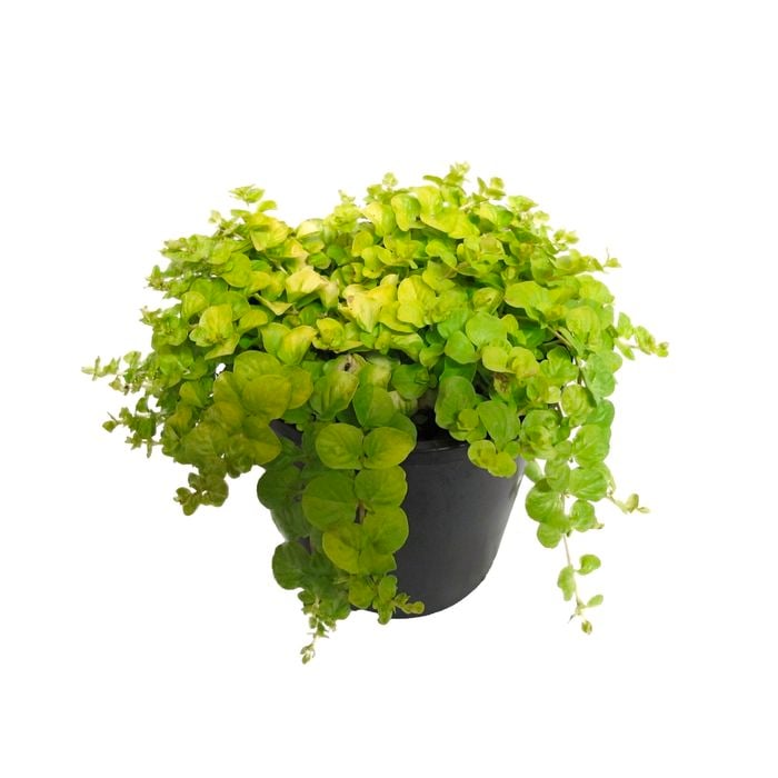 2.4L Gold Moneywort - Lysimachia nummularia Aurea