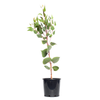 200mm Silver Princess - Eucalyptus caesia