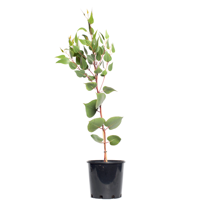 200mm Silver Princess - Eucalyptus caesia
