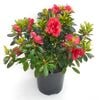 2.5L Azalea - Genus rhododendron