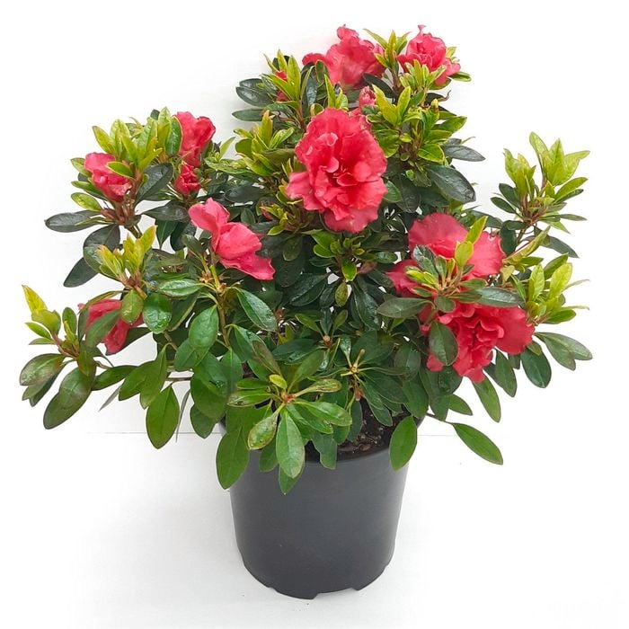 2.5L Azalea - Genus rhododendron