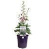 200mm Delphinium - Chantay Delgenius