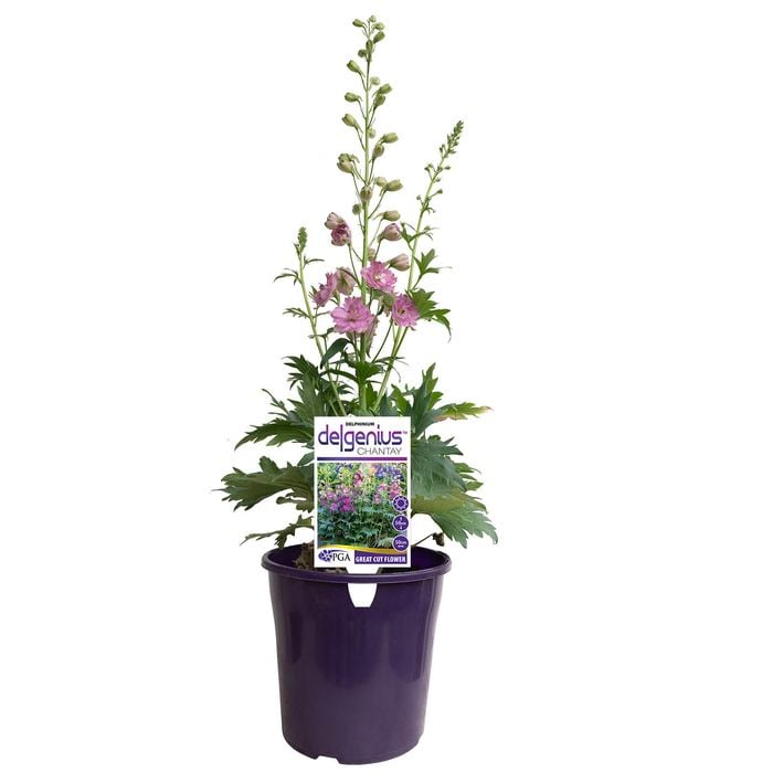 200mm Delphinium - Chantay Delgenius