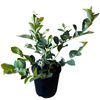 1.9L Blueberry Rahi - Vaccinium corymbosum
