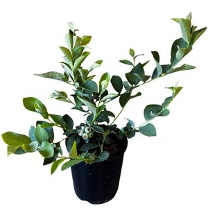 1.9L Blueberry Rahi - Vaccinium corymbosum