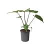 170mm Shield Plant - Homalomena rubescens Maggy
