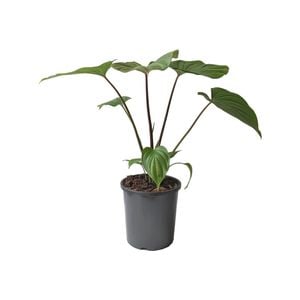 170mm Shield Plant - Homalomena rubescens Maggy