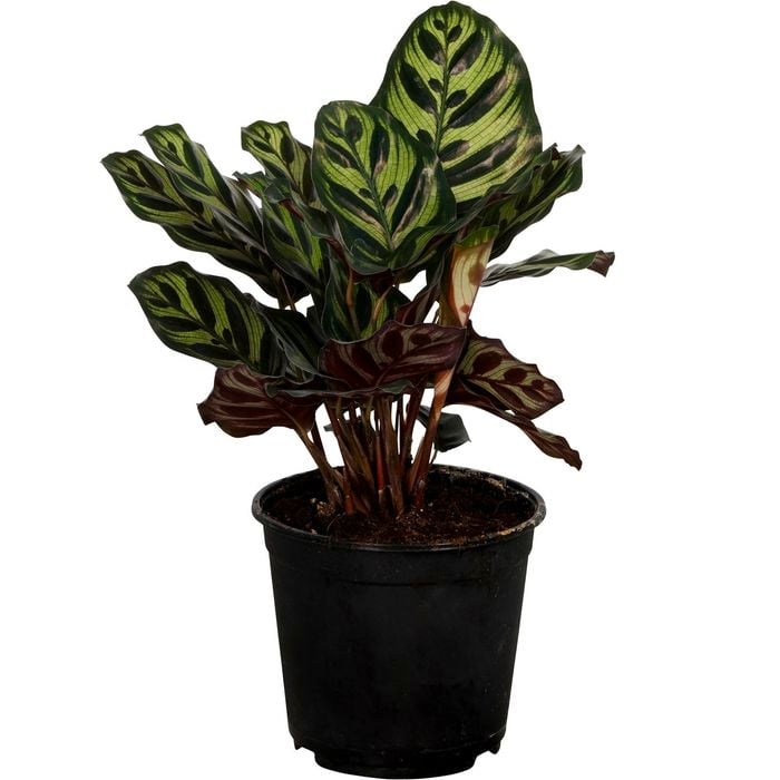 140mm Prayer Plant Makoyana - Calathea makoyana