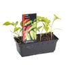 Chilli Jalapeno Punnet - Capsicum annuum