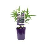 140mm Salvia Red Harry - Salvia leucantha