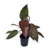 125mm Ruby - Philodendron erubescens