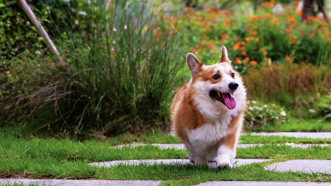 A corgi dog walks on a grassy path with its tongue out