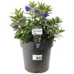 200mm - Kiwi Hebe Matata - Hebe x andersonii