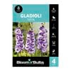 Bloomin' Bulbs Gladioli Vista - 4 Pack