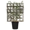 250mm Olive Tree - Espalier Olea Europaea Manzanillo