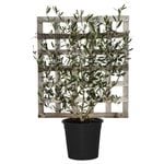 250mm Olive Tree - Espalier Olea Europaea Manzanillo