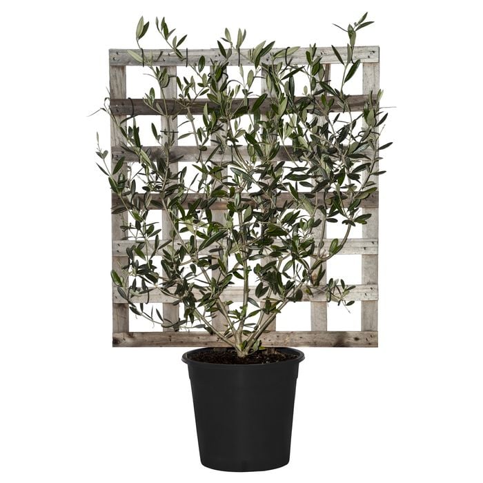 250mm Olive Tree - Espalier Olea Europaea Manzanillo