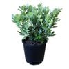 2.4L Pittosporum Pot Belly - Pittosporum Crassifolium