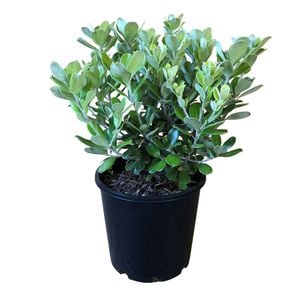 2.4L Pittosporum Pot Belly - Pittosporum Crassifolium
