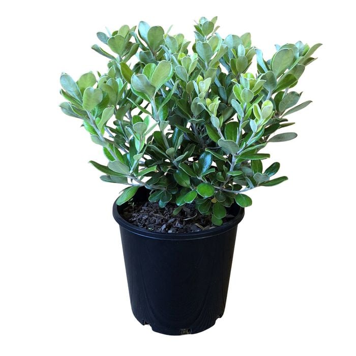 2.4L Pittosporum Pot Belly - Pittosporum Crassifolium