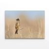 Bird Perched On a Branch  Print 100% Australian Made 120 x 90cm  (Stretched)