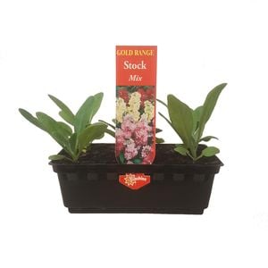 Punnet Stock Mix - Matthiola incana