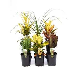 14cm Assorted Indoor Plants