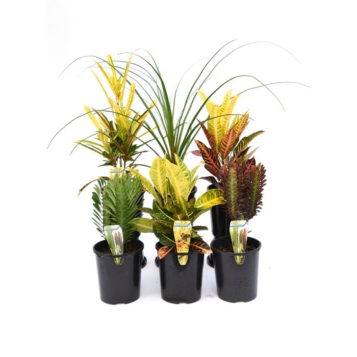14cm Assorted Indoor Plants