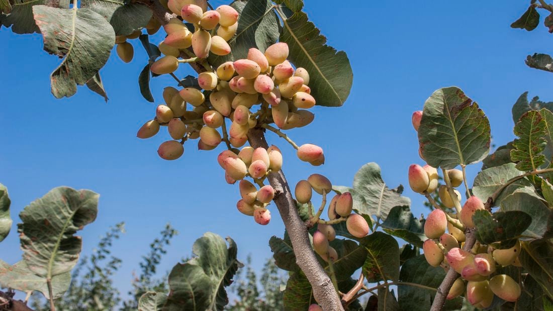 Low angle of a pistachio tree with bright blue sky.