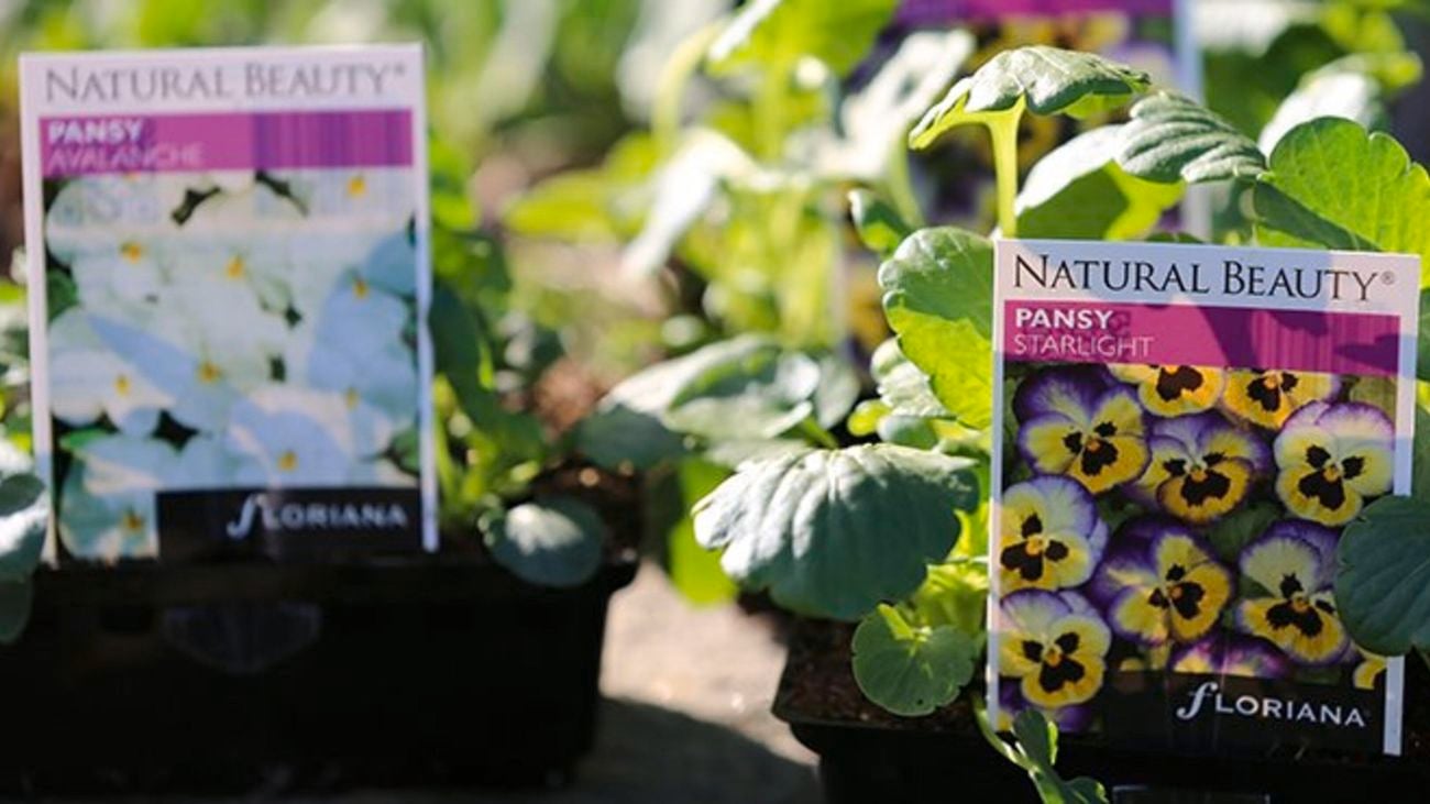 Pansy starlight plants.