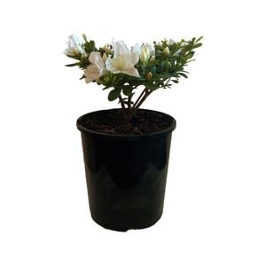1.9L Mrs Kint White - Azalea indica