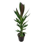 3.3L Palm Lily - Cordyline fruticosa Showoff