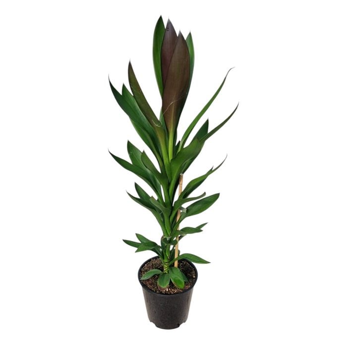 3.3L Palm Lily - Cordyline fruticosa Showoff