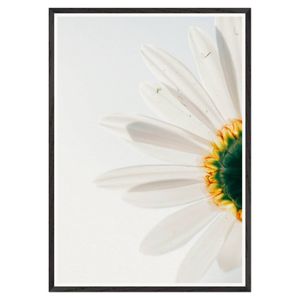 Galrie Stunning CloseUp Daisy Flower Art Print Nature Photography for Home Decor, Black Frame, A1 60 x 84cm (23 x 33inch)