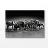 B&W Pack of Elephants Print 100% Australian Made 150x100cm (Stretched Canvas)