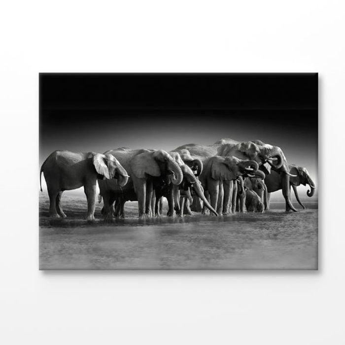 B&W Pack of Elephants Print 100% Australian Made 150x100cm (Stretched Canvas)
