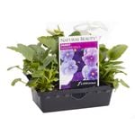 Punnet Pansy Niagara Falls - Viola wittrockiana