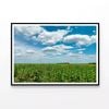Plants under a Cloudy Sky   Print 100% Australian Made 90x60cm  (Poster)