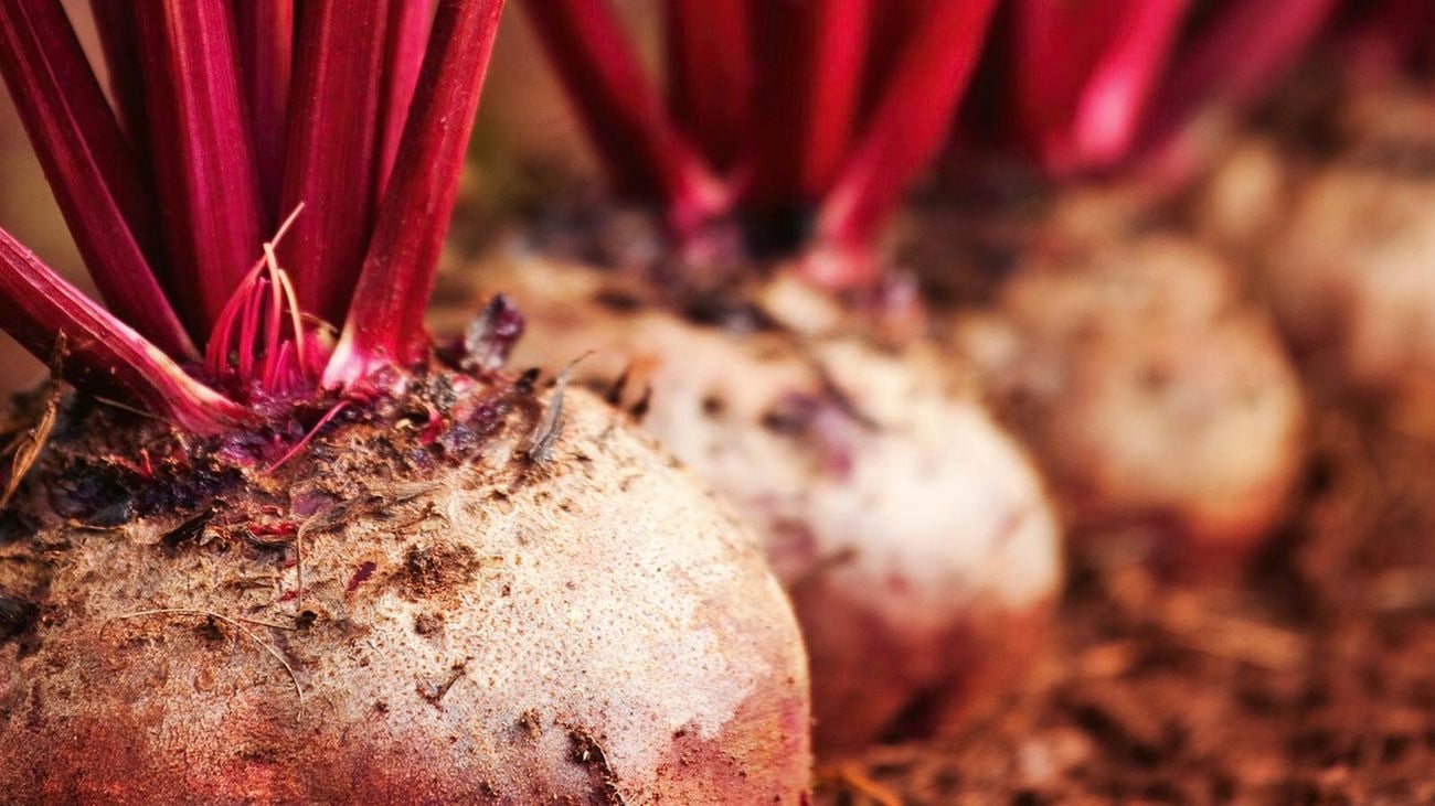Beetroot plants growing in soil.