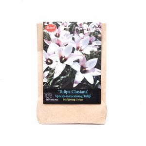 Yarra Valley Bulbs Tulip Clusiana - 4 Pack