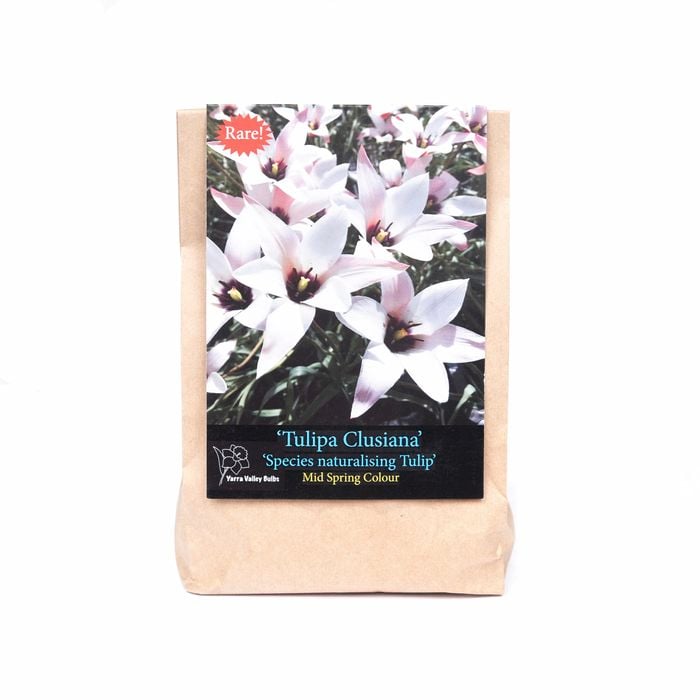 Yarra Valley Bulbs Tulip Clusiana - 4 Pack